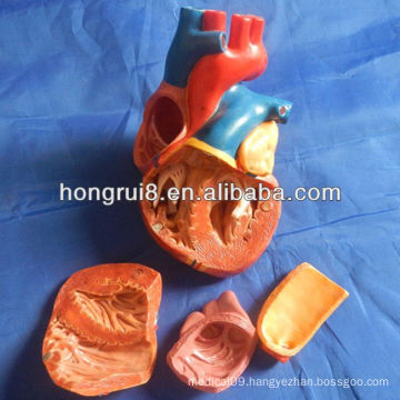 ISO New Style Adult Heart Model